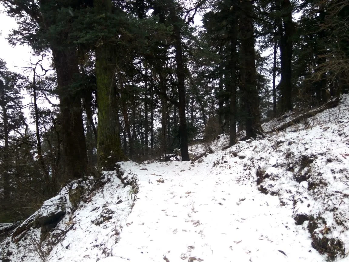 Snowy Oak & Rhododendron Forest Trail