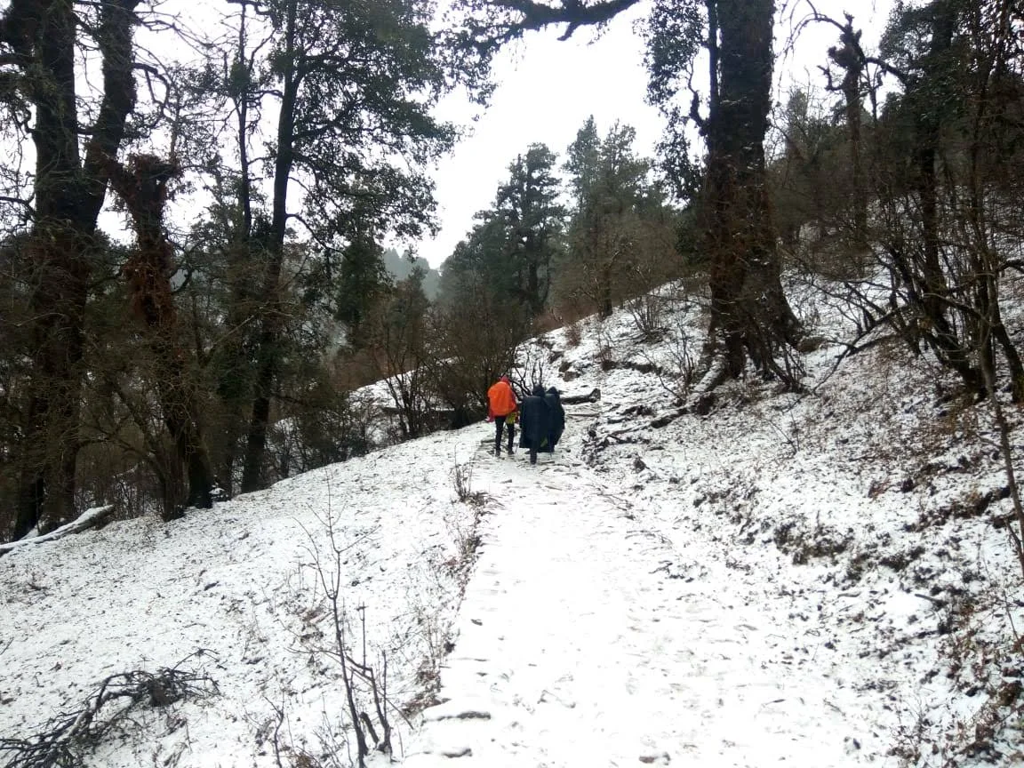 Trekkers Ascending Through Snow Trees