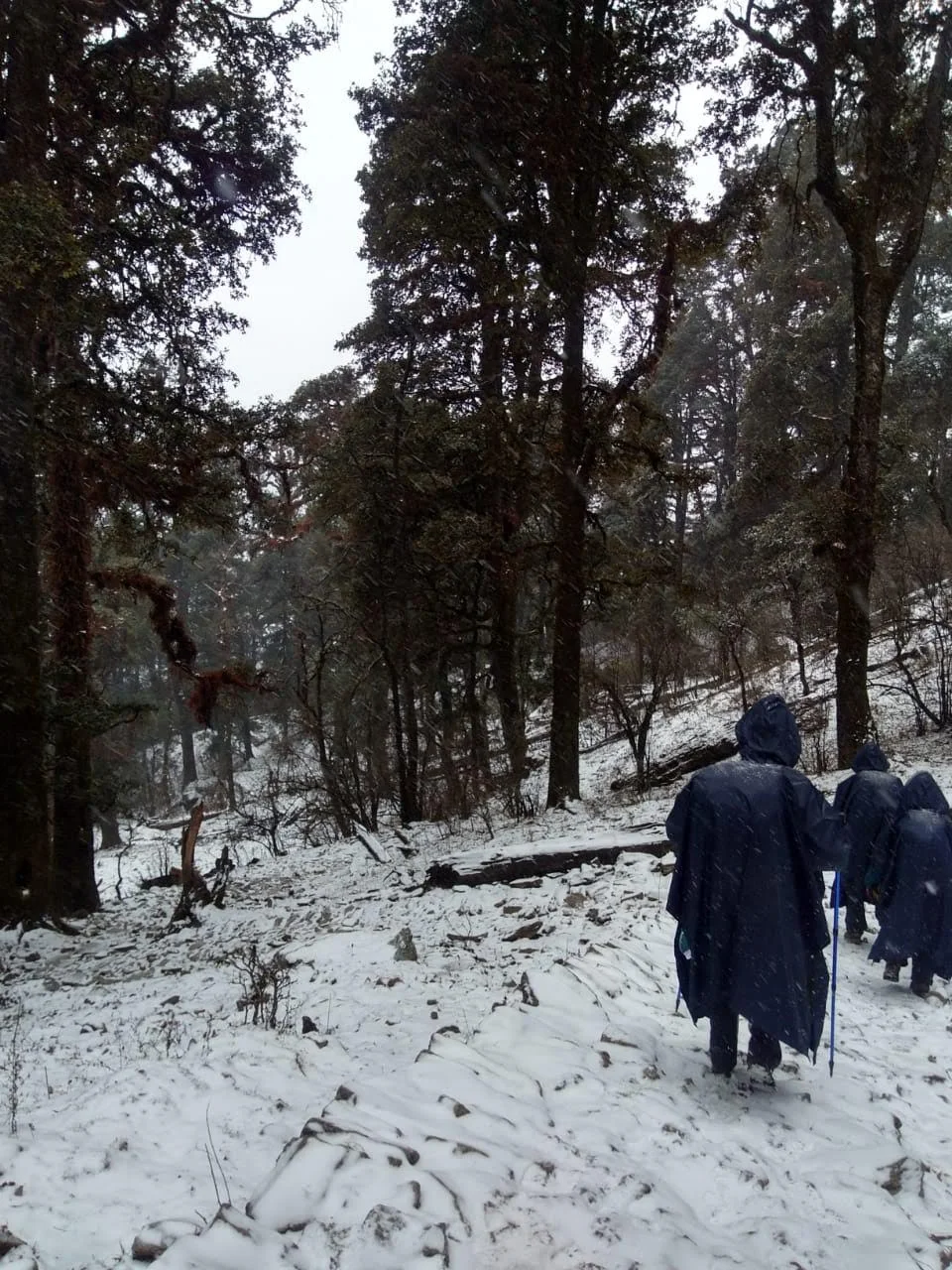 Deep Winter Trek in Fresh Snowfall